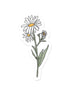 Daisy Vinyl Sticker